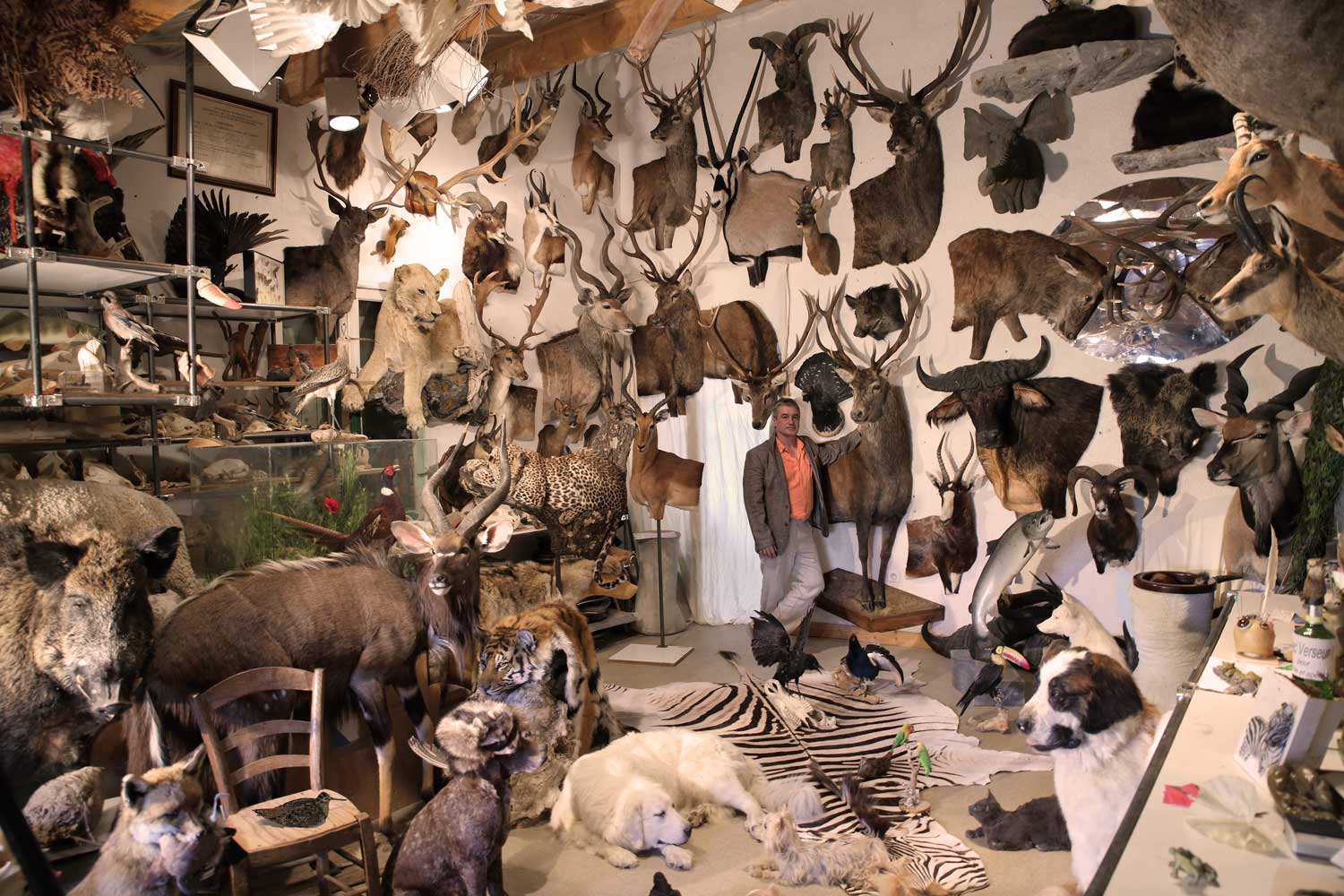 Mon Show Room de Taxidermie à coté de mon atelier de Salaise sur Sanne Show Room de Jacques Gilbert Taxidermiste