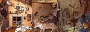 musée-taxidermie-Châtenay-1972