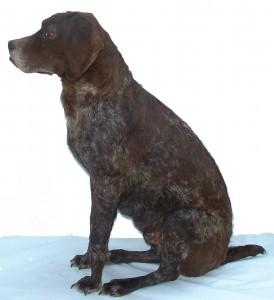 Gelie-chien-taxidermée