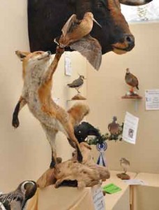 renard-becasse-taxidermie-Chambord