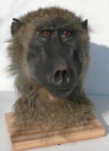 Daniel Firman tete de Baboin taxidermée