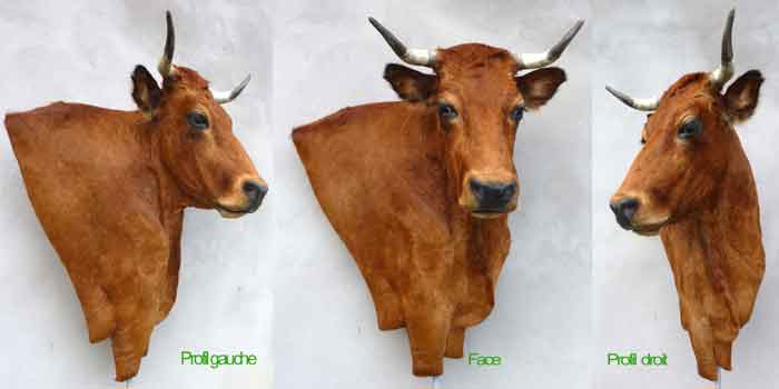 Vache taxidermée à droite en bas-relief ,3 vues