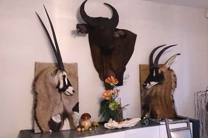 Buffle-Oryx-et-rouanne taxidermies en situation