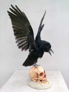 Corbeau-taxidermé-sur-crâne