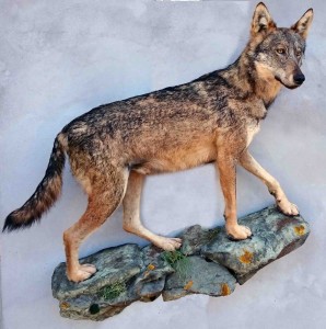 loup taxidermé sur rocher