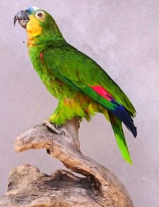 Perroquet-aristote taxidermé