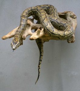 Python-taxidermé