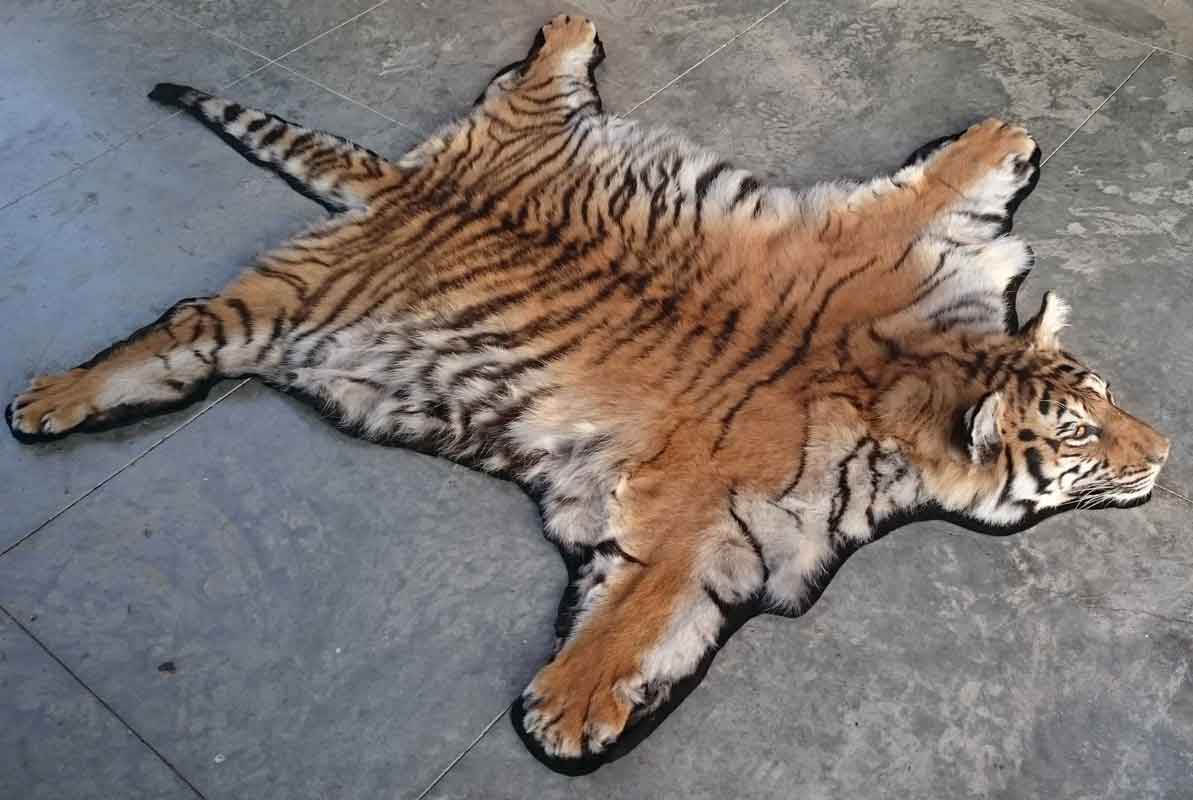 Tigre taxidermé en tapis