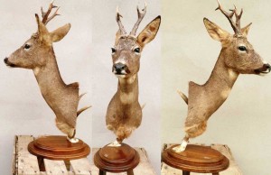 Brocard taxidermé en piedestal