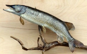 Brochet 100cm taxidermé