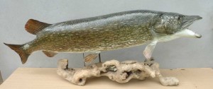 Brochet-136-cm-Taxidermé