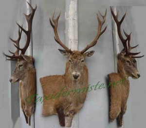 Cerf 12 corstaxidermé à droite en bas-relief, 3 vues