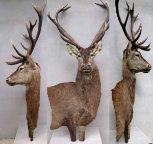 Cerf 14 cors taxidermé à droite en bas-relief ,3 vues
