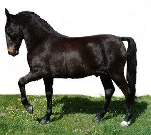 Cheval brun taxidermé