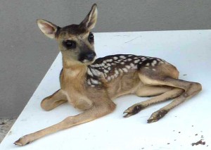 Faon de chevreuil taxidermé