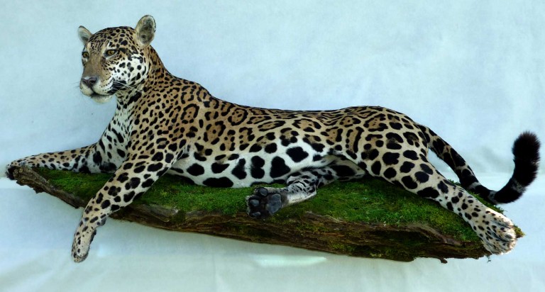 Jaguar taxidermé