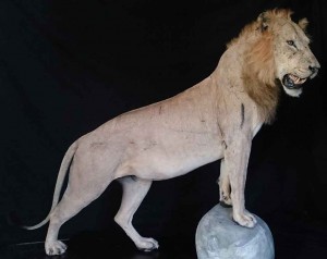 lion-Dias-Taxidermé