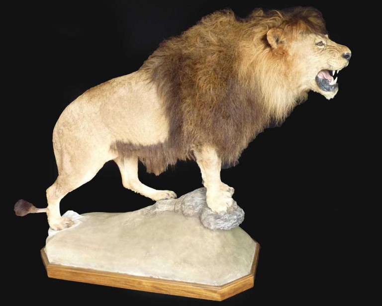 lion-d'atlas-taxidermé