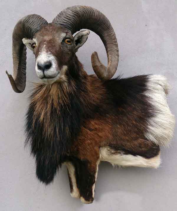 Mouflon Taxidermie Bas-Relief