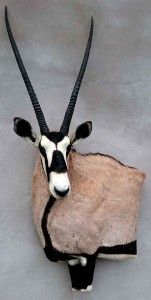 Oryx taxidermé à gauche en bas-relief