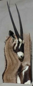 Oryx n°1 taxidermé à droite en bas-relief -tableau