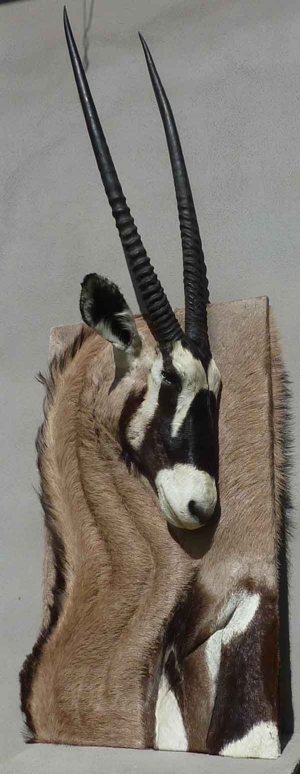 Oryx Taxidermie Bas-Relief