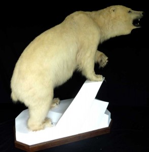 ours blanc taxidermé