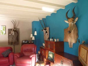 Taxidermie Bas-Relief en situation