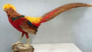 Faisan-doré taxidermé