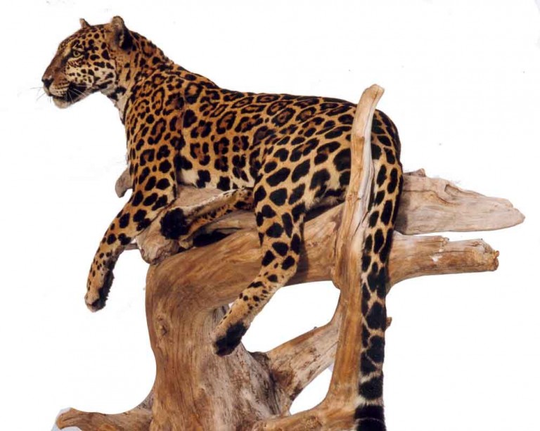 Jaguar-taxidermé