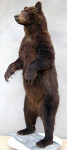 Grizzly--taxidermé