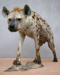 Hyene-taxidermée
