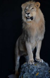 lion-T-Afrique du Sud-taxidermé