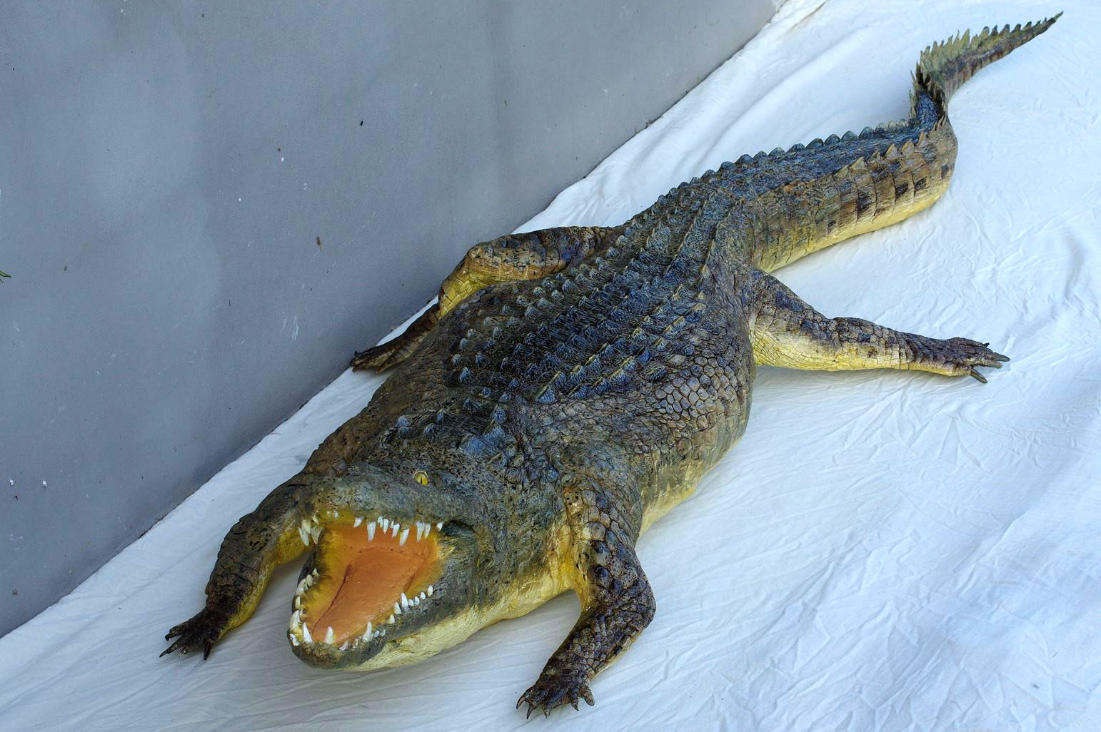 Crocodile taxidermé