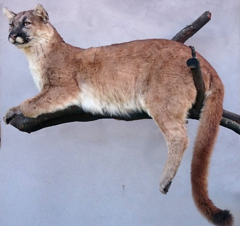 Puma-taxidermé-couché