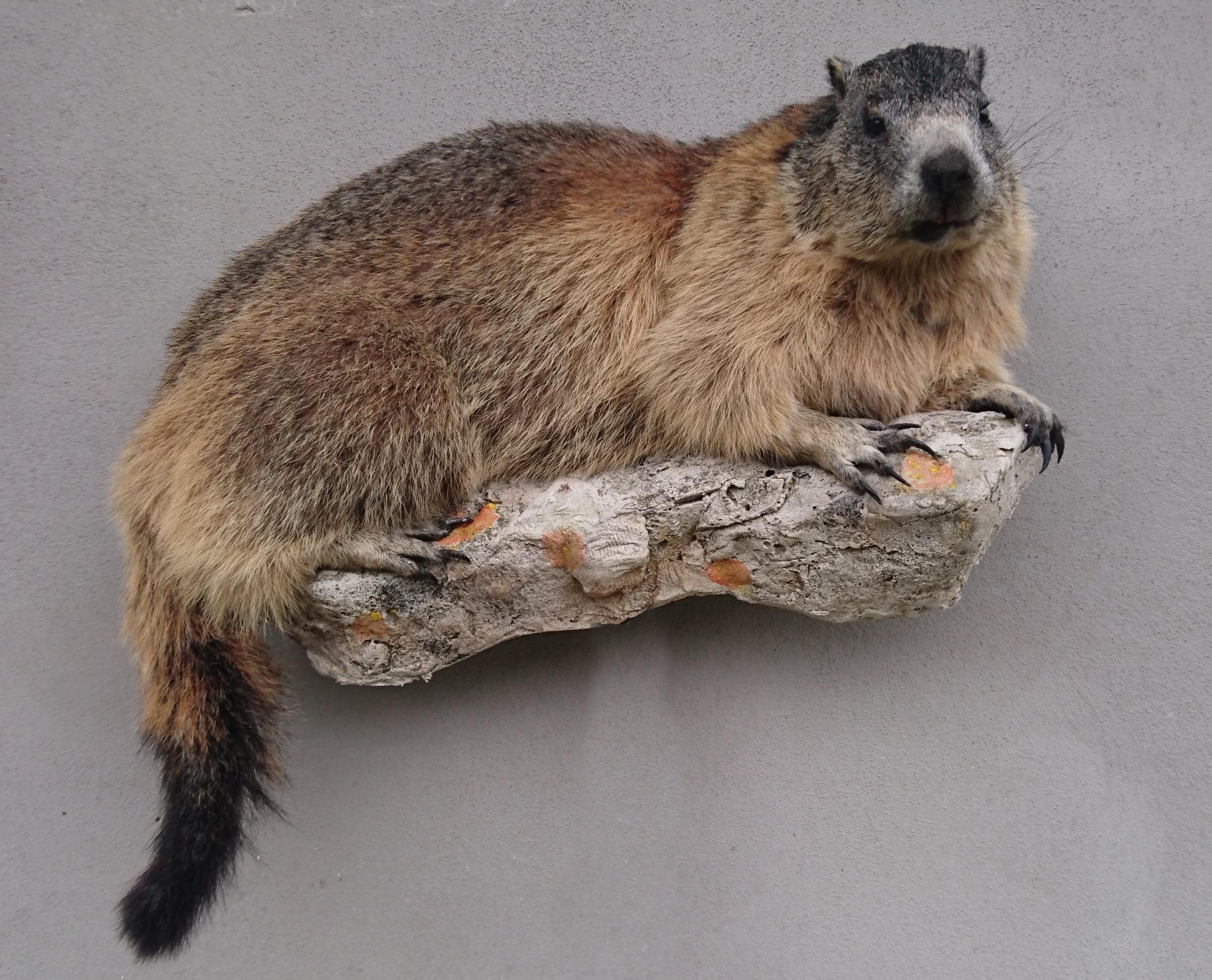 Marmotte taxidermée en bas-relief