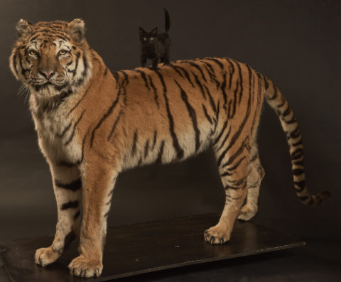 Tigre taxidermé et chaton