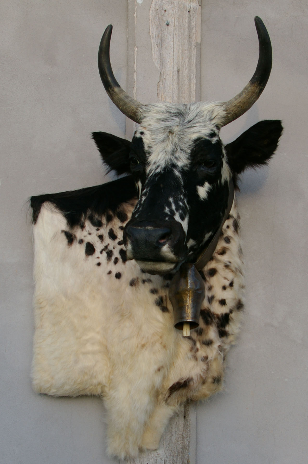 Vache taxidermée en bas-relief