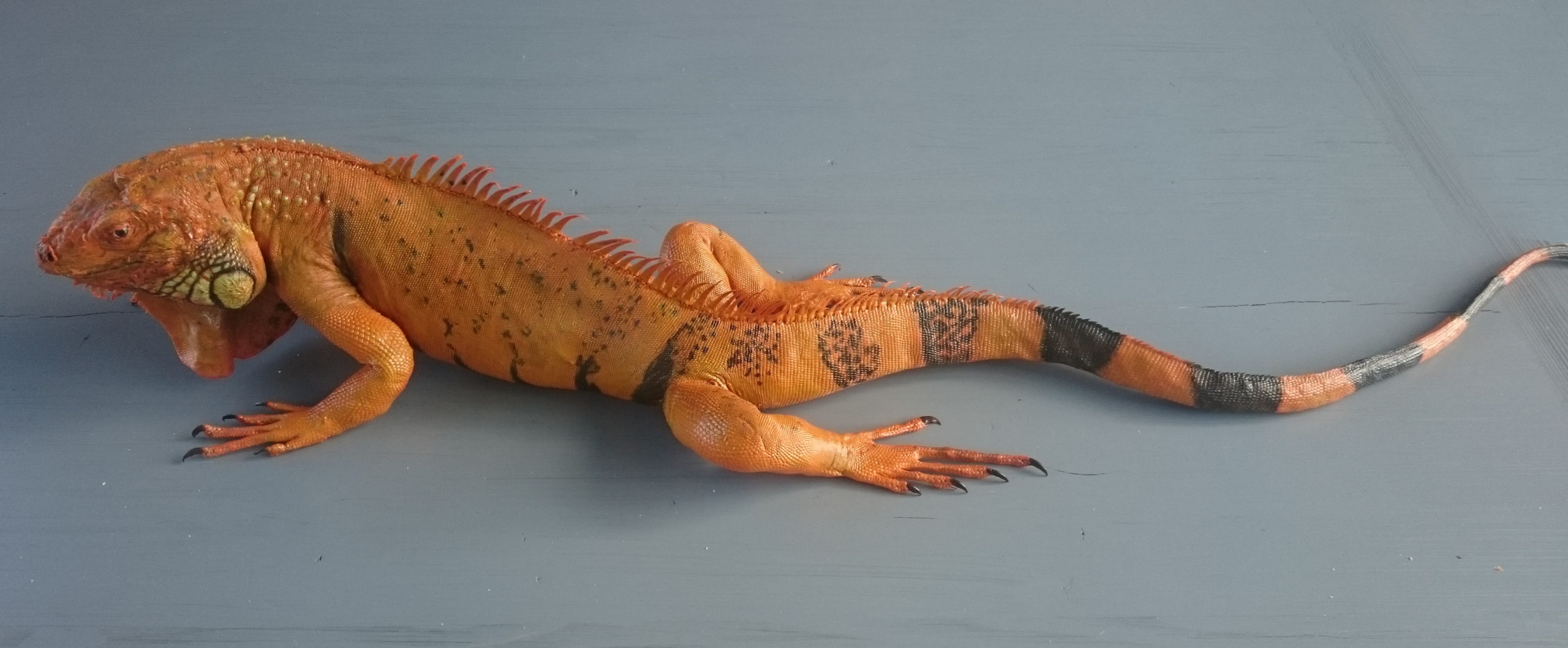 Iguane orange taxidermé